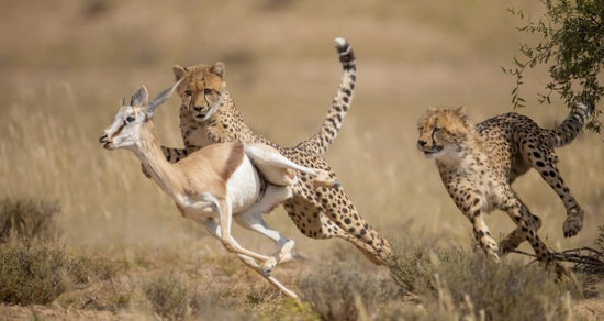 PHOTOWALL / Cheetah Hunting Springbok (e314516)