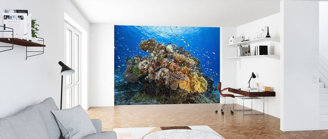 PHOTOWALL / Marine Biodiversity (e315316)