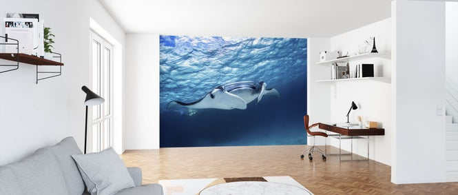 PHOTOWALL / Manta Ray (e315388)