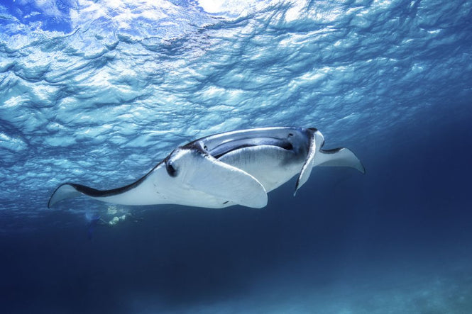 PHOTOWALL / Manta Ray (e315388)
