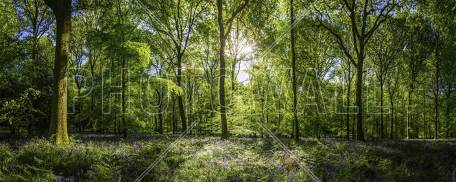 PHOTOWALL / Wildflowers Forest (e315805)