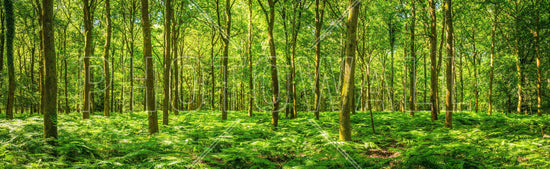 PHOTOWALL / Warming Green Forest (e315816)