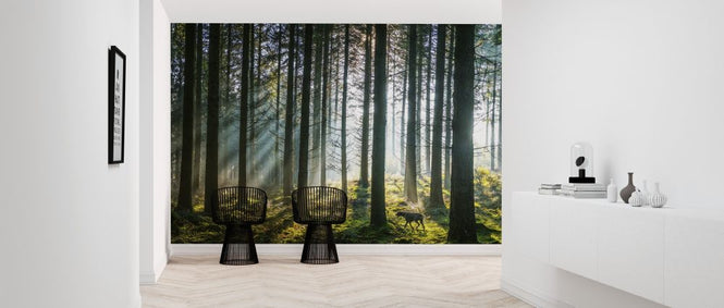 PHOTOWALL / Misty Pine Forest (e315820)