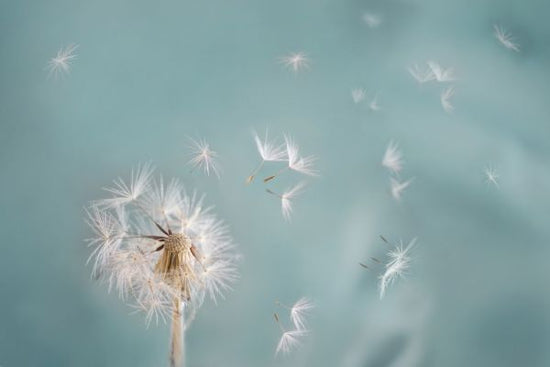 PHOTOWALL / Dandelion (e315842)