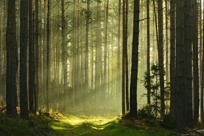 PHOTOWALL / Pine Tree Forest at Sunrise (e315905)
