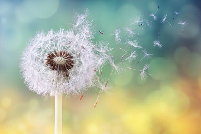 PHOTOWALL / Dandelion Clock (e316050)