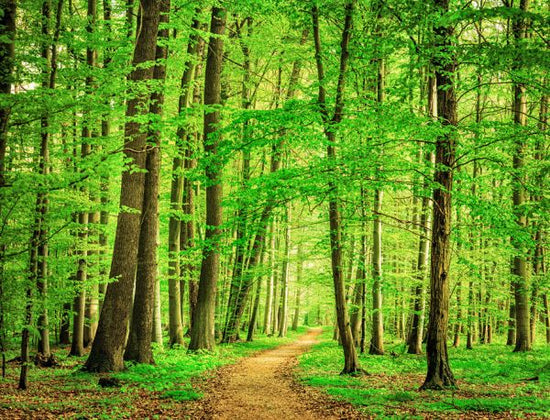 PHOTOWALL / Green Forest in Spring (e316054)