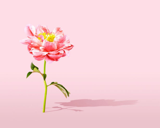 PHOTOWALL / Pink Peony (e316152)