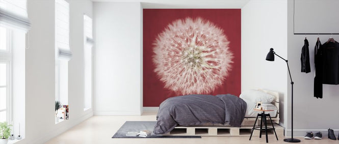 PHOTOWALL / Dandelion on Red (e316198)