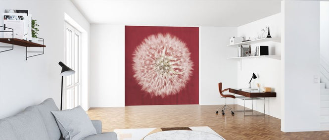 PHOTOWALL / Dandelion on Red (e316198)