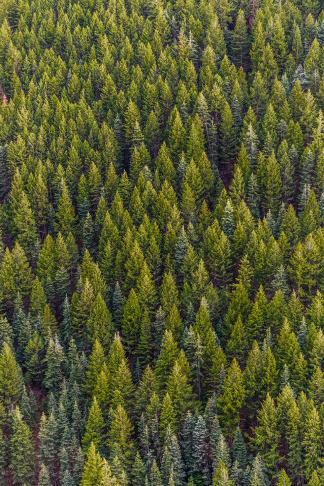 PHOTOWALL / Conifer Day (e316218)