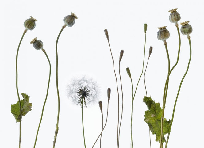 PHOTOWALL / Poppy Pods (e316885)