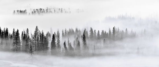PHOTOWALL / Foggy Forest (e317621)