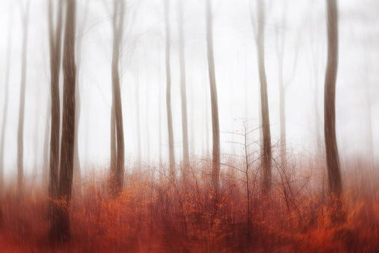 PHOTOWALL / Endless Woods (e317786)