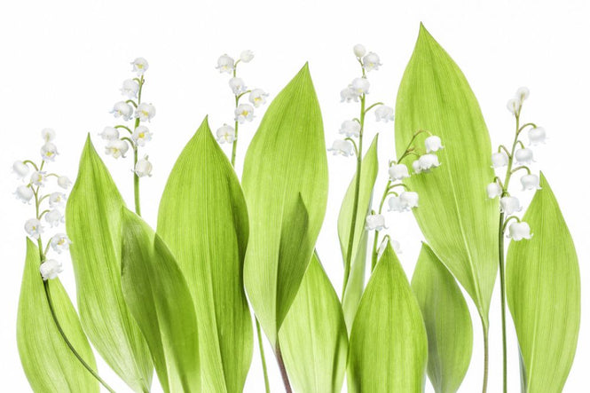 PHOTOWALL / Lily of the Valley (e317793)