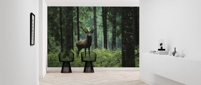 PHOTOWALL / Elk in Forest (e317851)