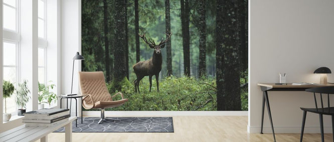 PHOTOWALL / Elk in Forest (e317851)