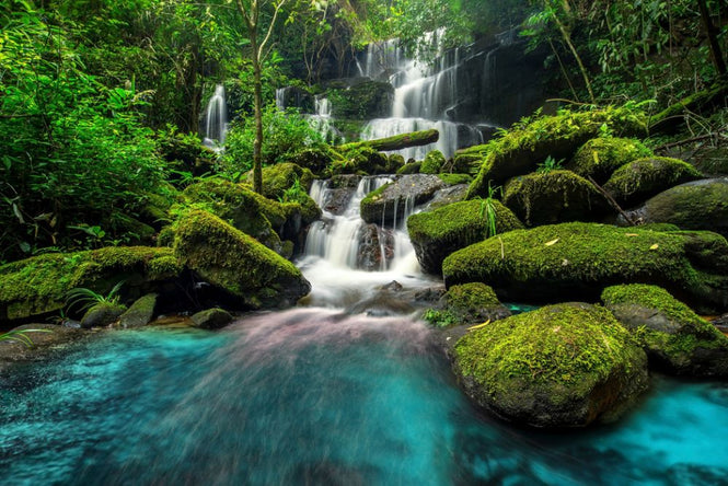 PHOTOWALL / Waterfall in Green Forest (e317852)