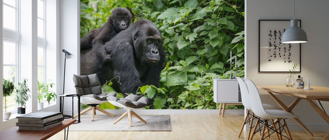 PHOTOWALL / Gorilla Baby and Mother (e317856)