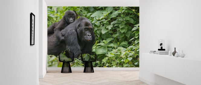 PHOTOWALL / Gorilla Baby and Mother (e317856)