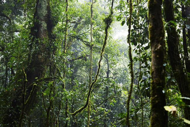 PHOTOWALL / Tropical Forest (e317875)