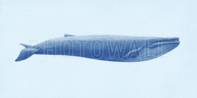 PHOTOWALL / Blue Whale (e320010)