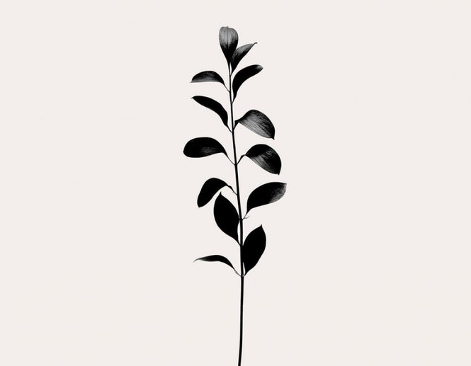 PHOTOWALL / Monochromatica - Dark Black (e319450)