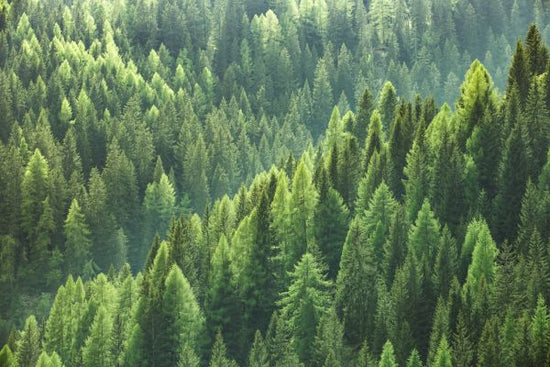PHOTOWALL / Green Trees in Forest (e318278)