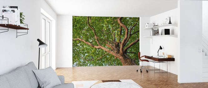 PHOTOWALL / Forest Tree (e318337)