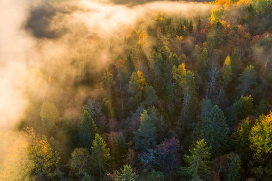PHOTOWALL / Morning Mist in the Forest (e318398)