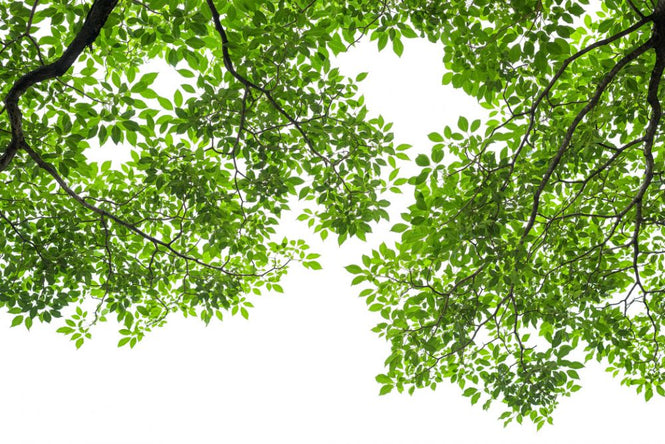 PHOTOWALL / Tree Branches and Leaves (e318401)