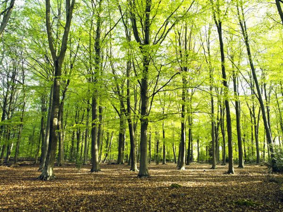 PHOTOWALL / Pleasant Forest (e320994)