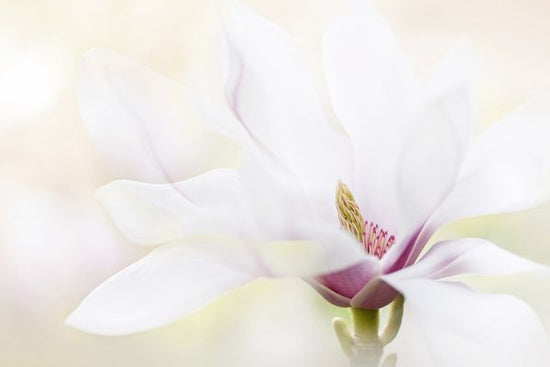 PHOTOWALL / Lily (e320747)