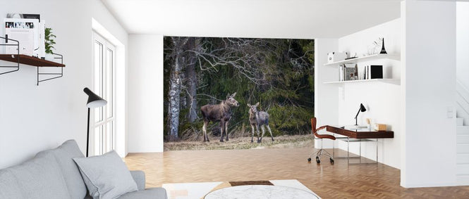 PHOTOWALL / Moose (e321707)