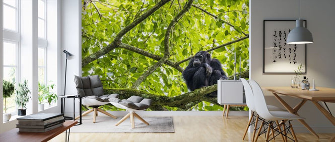 PHOTOWALL / Chimpanzee (e321838)