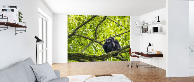 PHOTOWALL / Chimpanzee (e321838)
