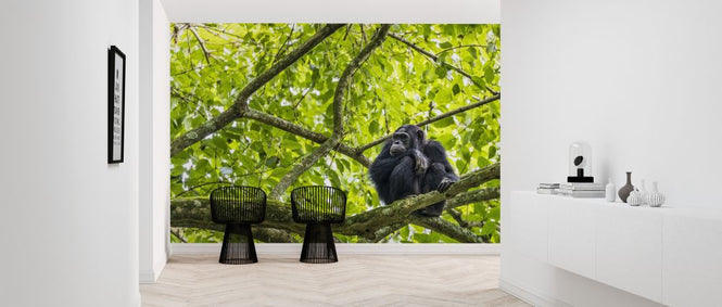 PHOTOWALL / Chimpanzee (e321838)