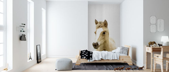 PHOTOWALL / Foal (e322767)