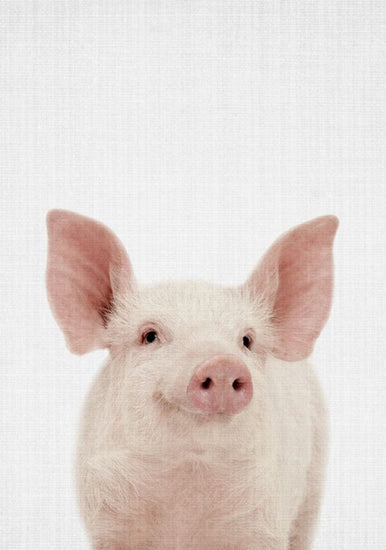 PHOTOWALL / Piglet (e322770)