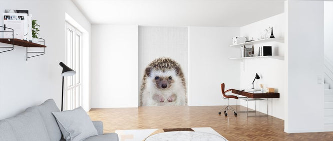 PHOTOWALL / Hedgehog (e322784)