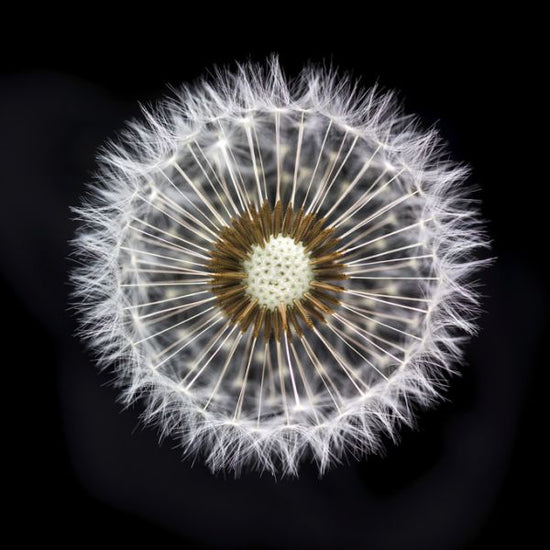 PHOTOWALL / Dandelion Clock (e321112)