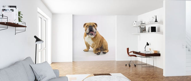 PHOTOWALL / Relaxed Bulldog (e321120)