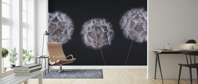 PHOTOWALL / Dandelion Clock (e321145)