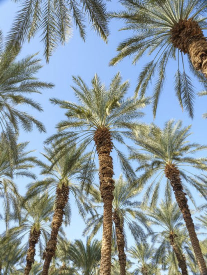 PHOTOWALL / Palm Trees (e321152)