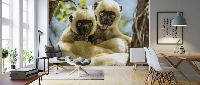PHOTOWALL / Propithecus Deckenii (e319035)