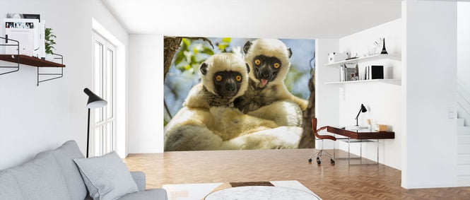PHOTOWALL / Propithecus Deckenii (e319035)