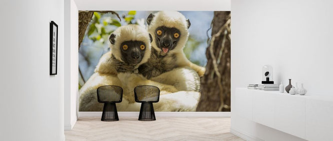PHOTOWALL / Propithecus Deckenii (e319035)