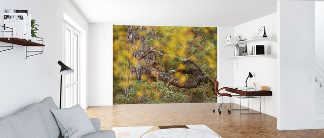 PHOTOWALL / Red Squirrel on Old Pine Tree (e320141)