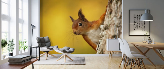 PHOTOWALL / Red Squirrel with Autumn Colors (e320142)