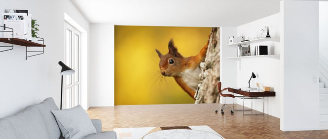 PHOTOWALL / Red Squirrel with Autumn Colors (e320142)